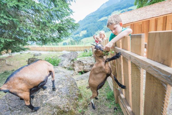 Unsere Ziegen freuen sich gefüttert zu werden