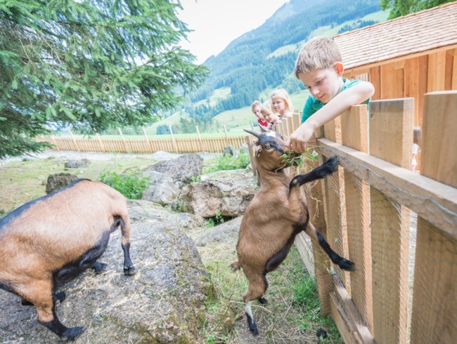 Streichelzoo im Abenteuerland Kleinarl © Shutterstock